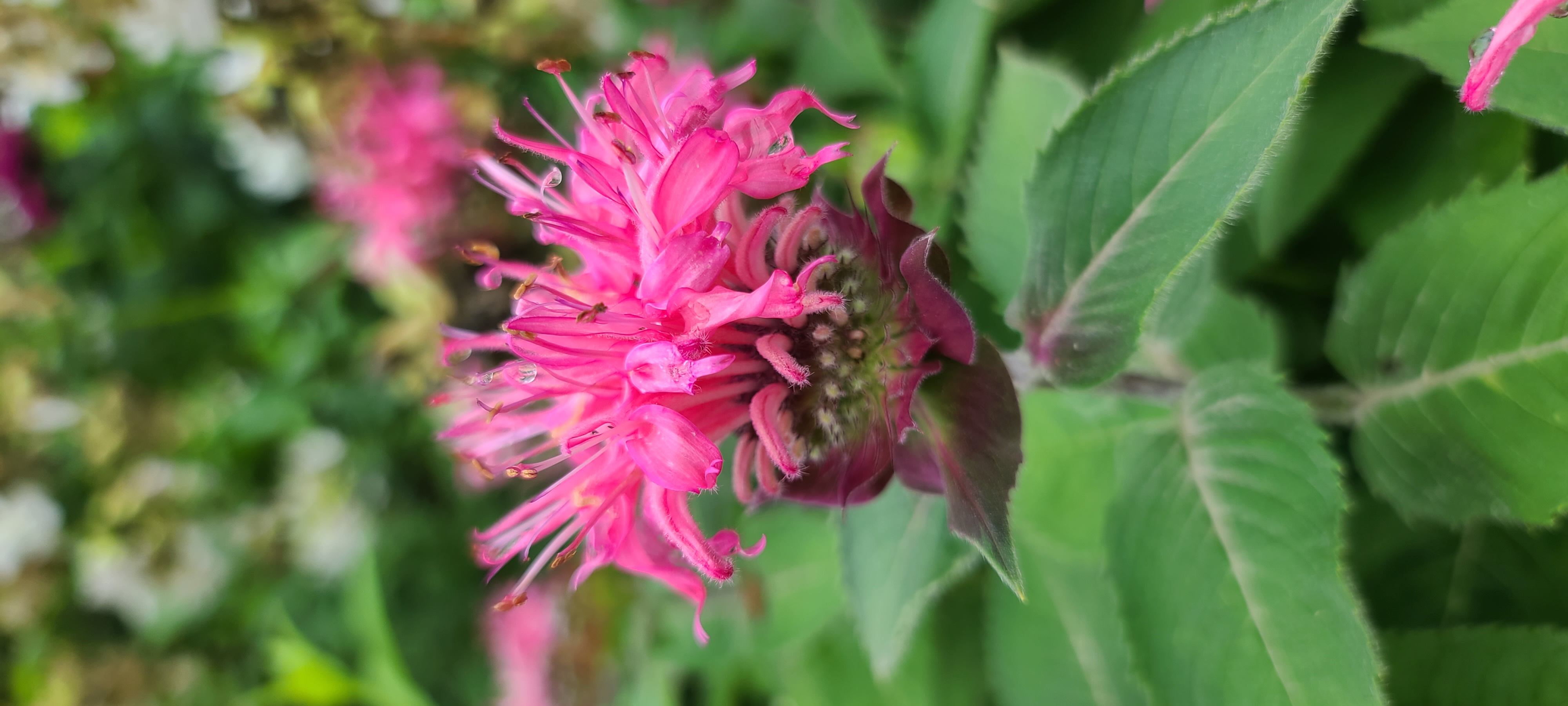 Monarda didyma 'Bee-Lieve'